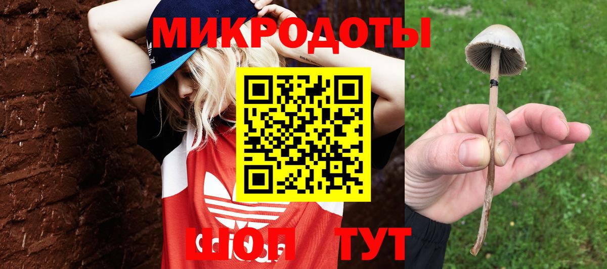 Галлюциногенные грибы Psilocybe Апатиты